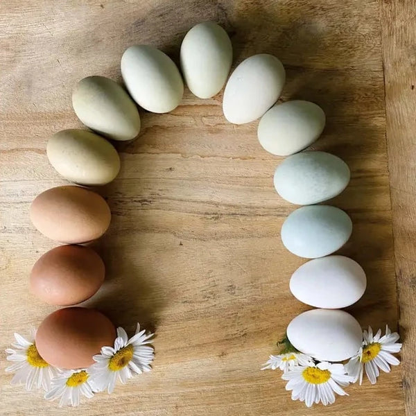 The Grace-Filled Homestead