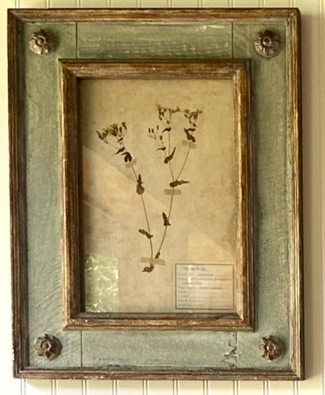 Framed Botanical Collection
